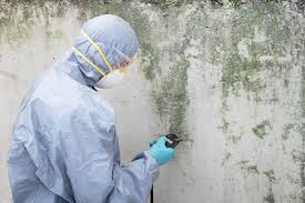 Mold Removal & Remediation